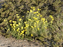 Grindelia chiloensis