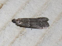 Eurythmia
