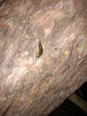 Limacus