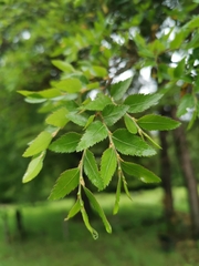 Nothofagus dombeyi