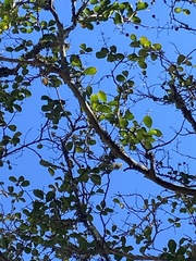 Lagerstroemia indica