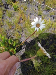 Gerbera tomentosa