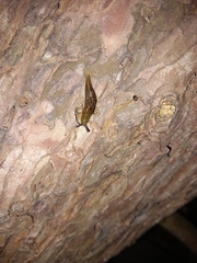 Limacus