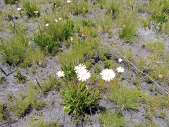 Gerbera tomentosa