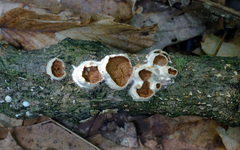 Scytinostroma artocreas