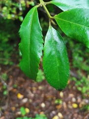 Laureliopsis philippiana