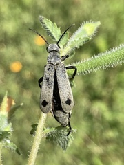 Epicauta bipunctata