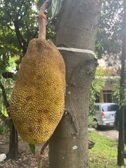 Artocarpus