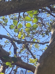 Lagerstroemia indica