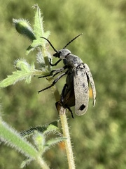 Epicauta bipunctata