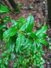 Archidasyphyllum diacanthoides