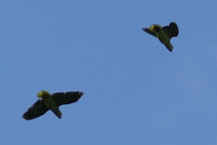 Graydidascalus brachyurus