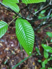 Nothofagus alpina