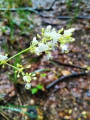 Libertia