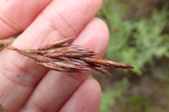 Thamnochortus glaber