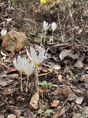 Crocus ochroleucus