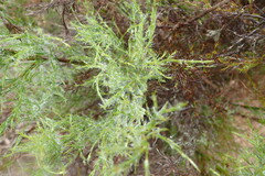 Thamnochortus glaber