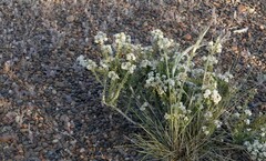 Acantholippia seriphioides