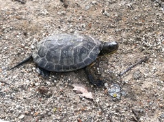 Actinemys marmorata marmorata