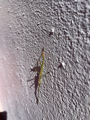Macynia labiata