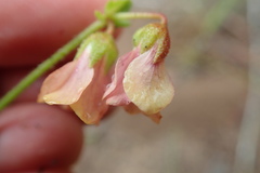 Hermannia diffusa