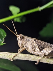 Xenocatantops humilis