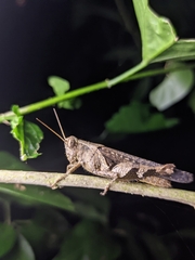 Xenocatantops humilis