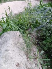 Lepidium pseudotasmanicum