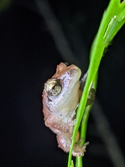 Xenocatantops humilis