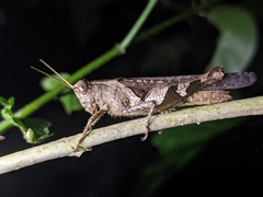 Xenocatantops humilis