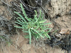Euphorbia silenifolia