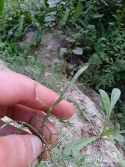 Lepidium pseudotasmanicum