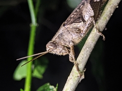 Xenocatantops humilis