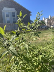 Solanum americanum