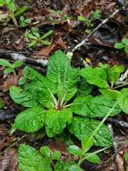 Adenocaulon chilense