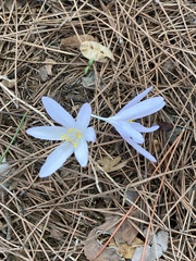 Colchicum hierosolymitanum