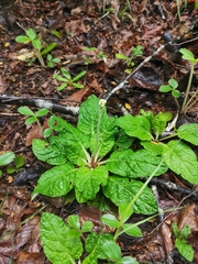 Adenocaulon chilense