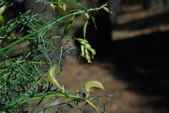 Astragalus bicristatus