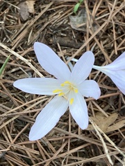 Colchicum hierosolymitanum