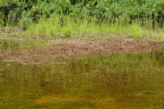 Utricularia resupinata