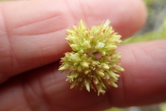 Crassula subulata