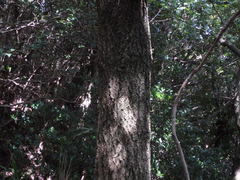 Quercus variabilis
