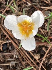 Crocus hyemalis
