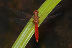 Rhodothemis lieftincki