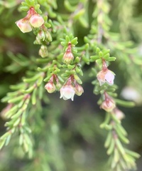 Erica tenuis