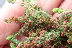 Erica leucopelta