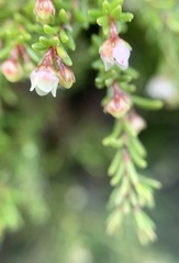 Erica tenuis