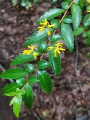 Azara lanceolata