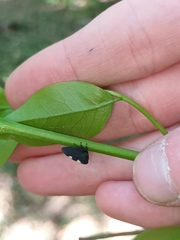 Enchenopa lanceolata