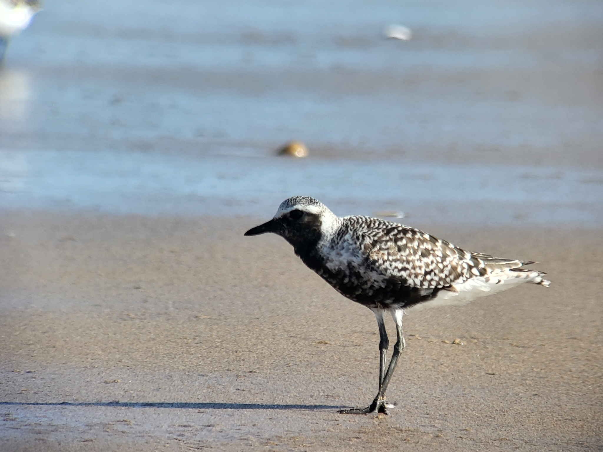 Grey Plover (Pluvialis squatarola)